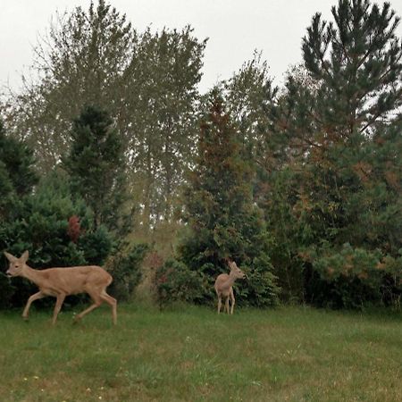 Ferienwohnung Am Kustenwald Trassenheide Buitenkant foto