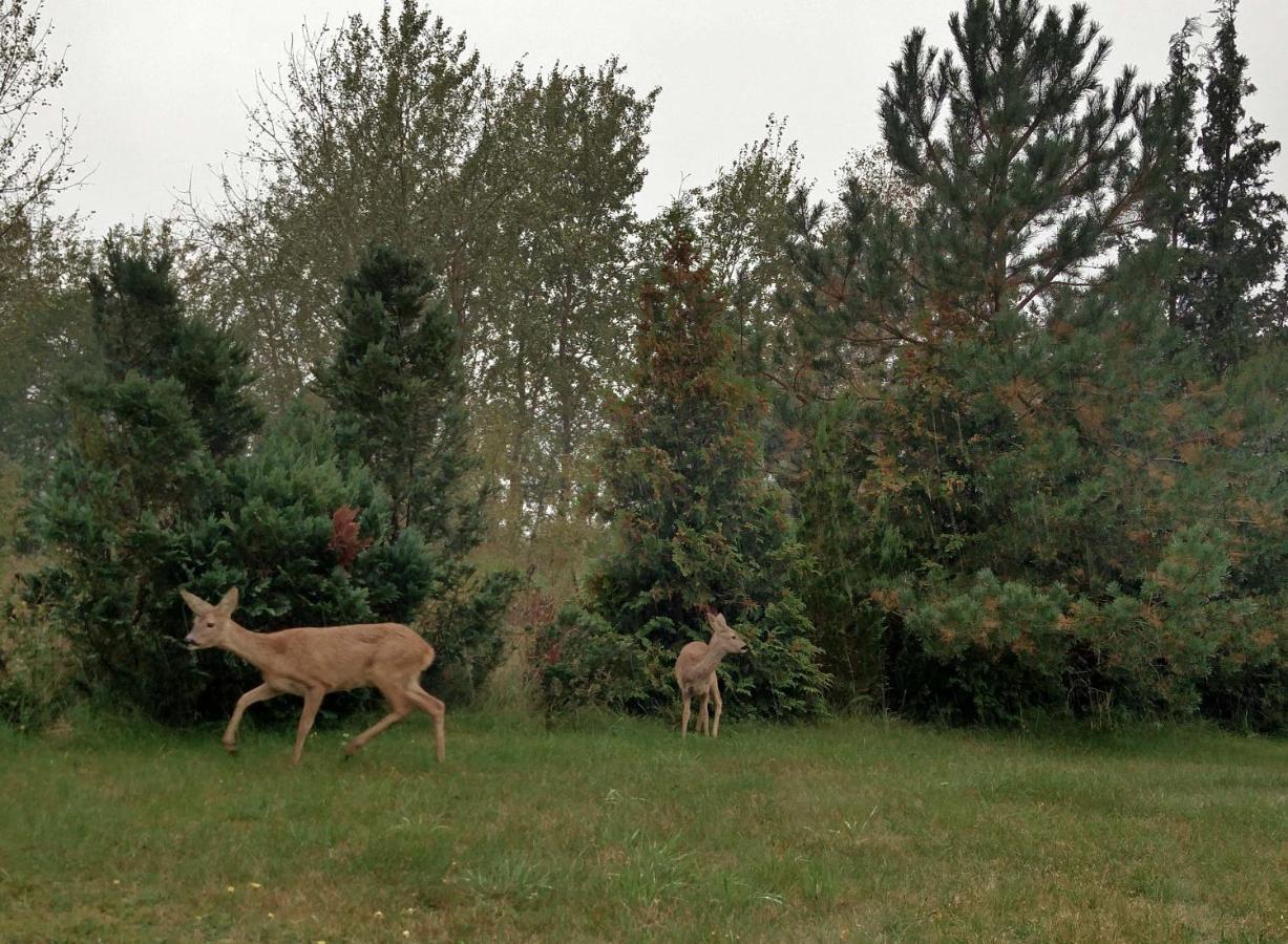 Ferienwohnung Am Kustenwald Trassenheide Buitenkant foto